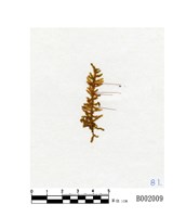 藏品(明葉苔)的圖片